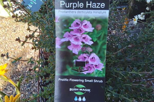 Prostanthera Ovalifolia – Purple Haze