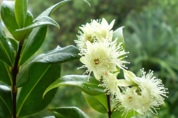 Backhousia Myrtifolia