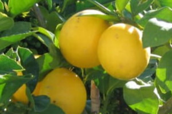 Citrus limon Meyer Pipsqueak rtm  (Lemon)