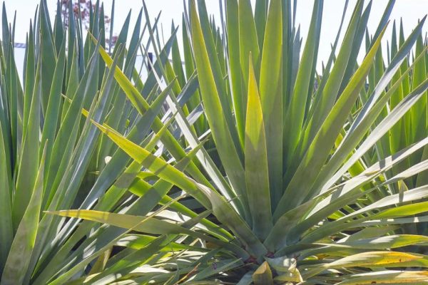 Dracaena Draco – Dragon Tree