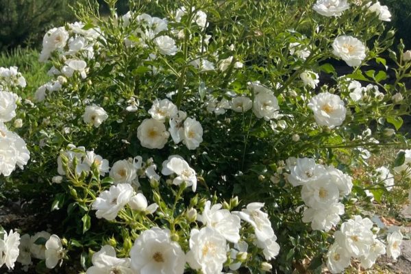 Rose Bush – White Iceberg