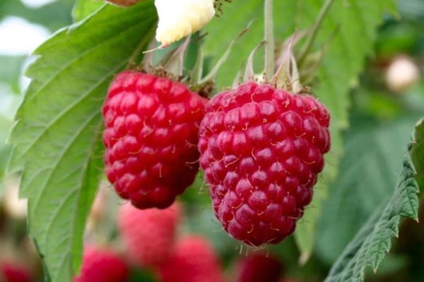 Rubus Idaeus – Raspberry Heritage