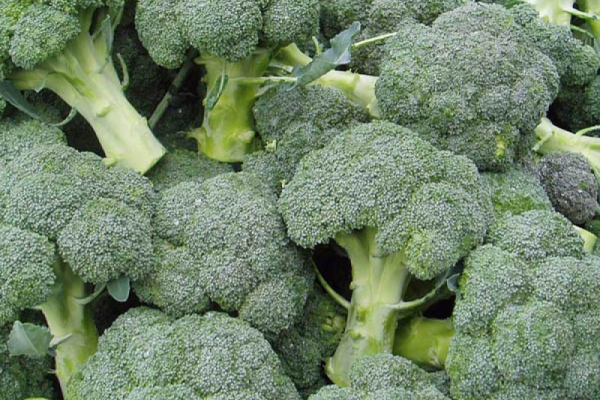 Brassica oleracea – Broccoli – Dwarf
