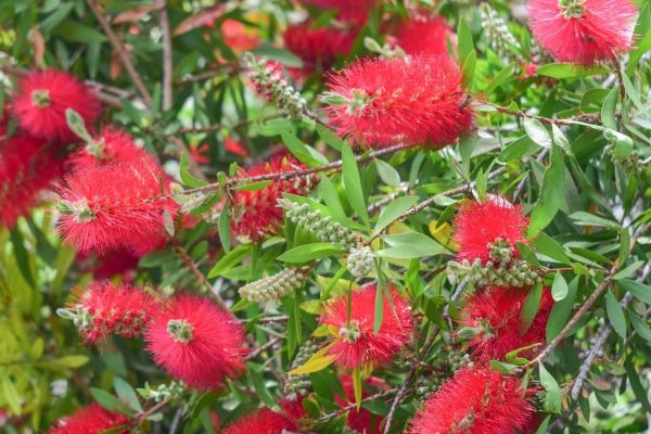 Callistemon – Mary Mackillop