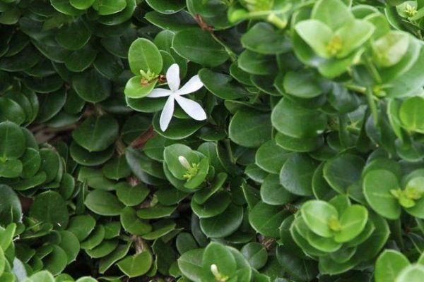 Carissa Macrocarpa – Desert Star