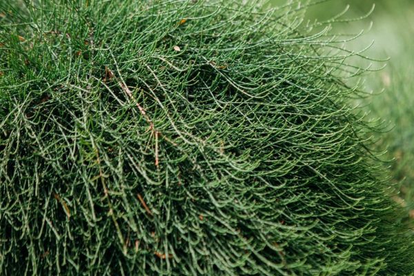 Casuarina glauca ‘Swamp Oak’