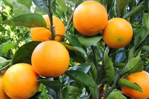 Citrus x sinensis Dwarf – Washington Navel Orange