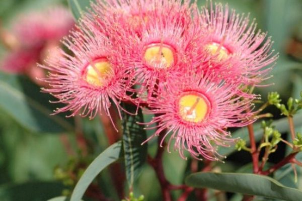 Corymbia – Summer Beauty PBR syn. Eucalyptus Grafted