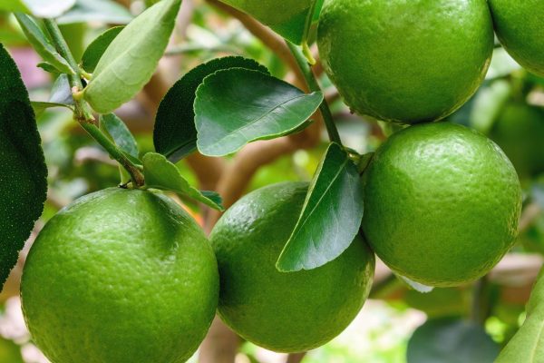 Citrus latifolia – Tahitian Lime