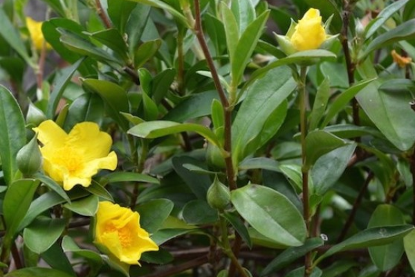 Hibbertia Scandens – Golden Twist