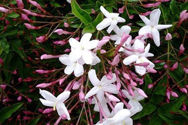 Jasminum polyanthum 200mm