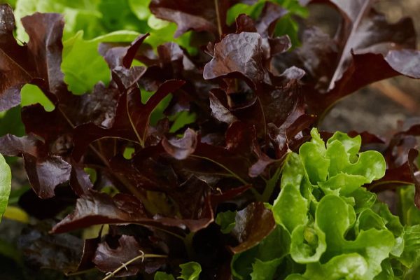 Lactuca Sativa – Combo Lettuce