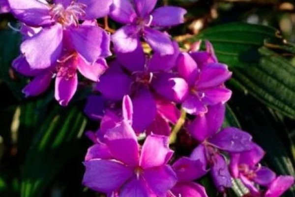 Tibouchina Granulosa – Jules