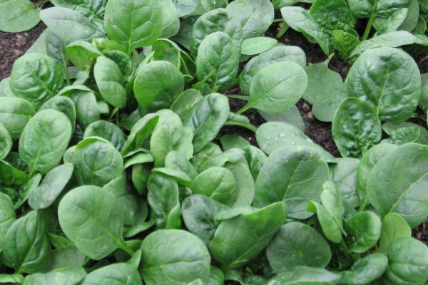 Spinacia Oleracea – Baby Spinach